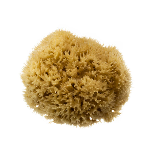 Natural Sea Sponge Small